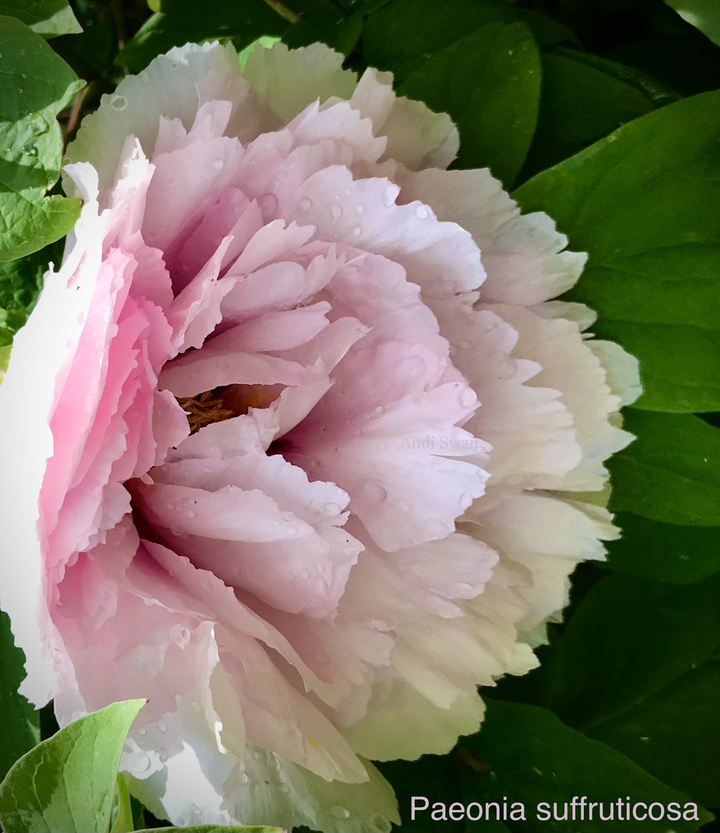 Wishing you beautiful #FridayVibes 💚

#FridayPink #flowerphotography