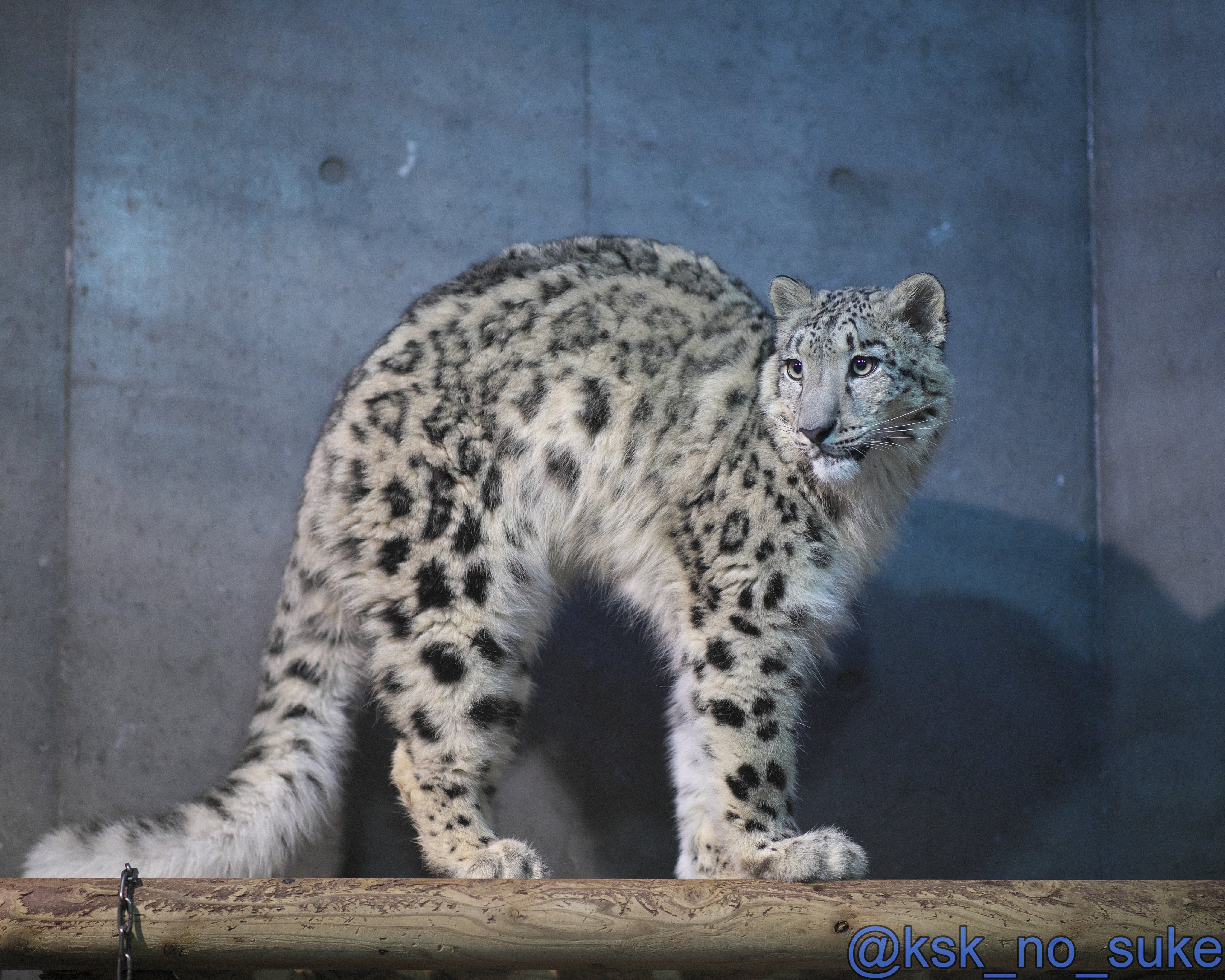⭐︎雪丸様専用ページ⭐︎のびねこ新潟2種⑦
