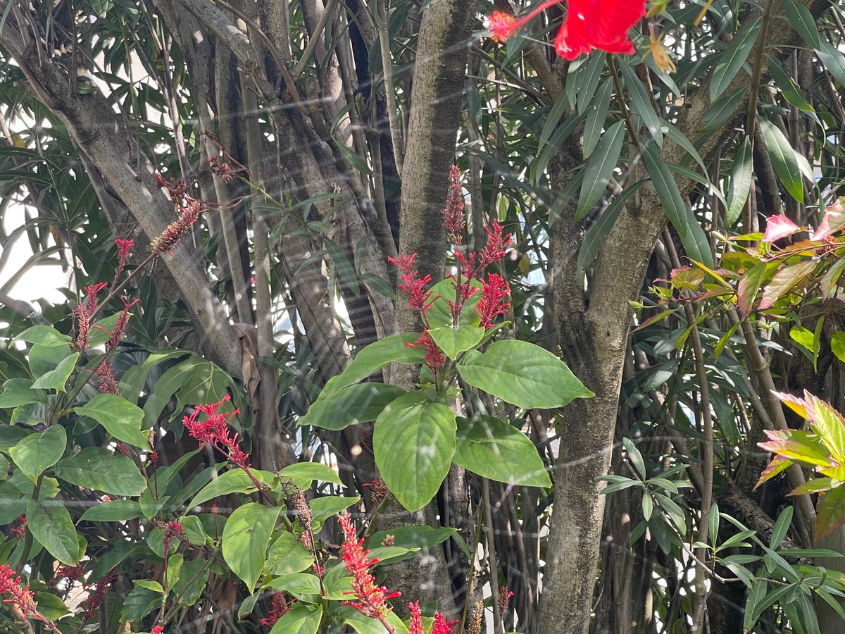 I’ve walked through this Orb-Weaver Spider’s web in my Bondi host’s back garden (and freaked out) three times. (Yes, quite stupid.) She industriously rebuilds every night and then rests by day, hiding from birds under hibiscus tree leaves while waiting for food delivery. Clever