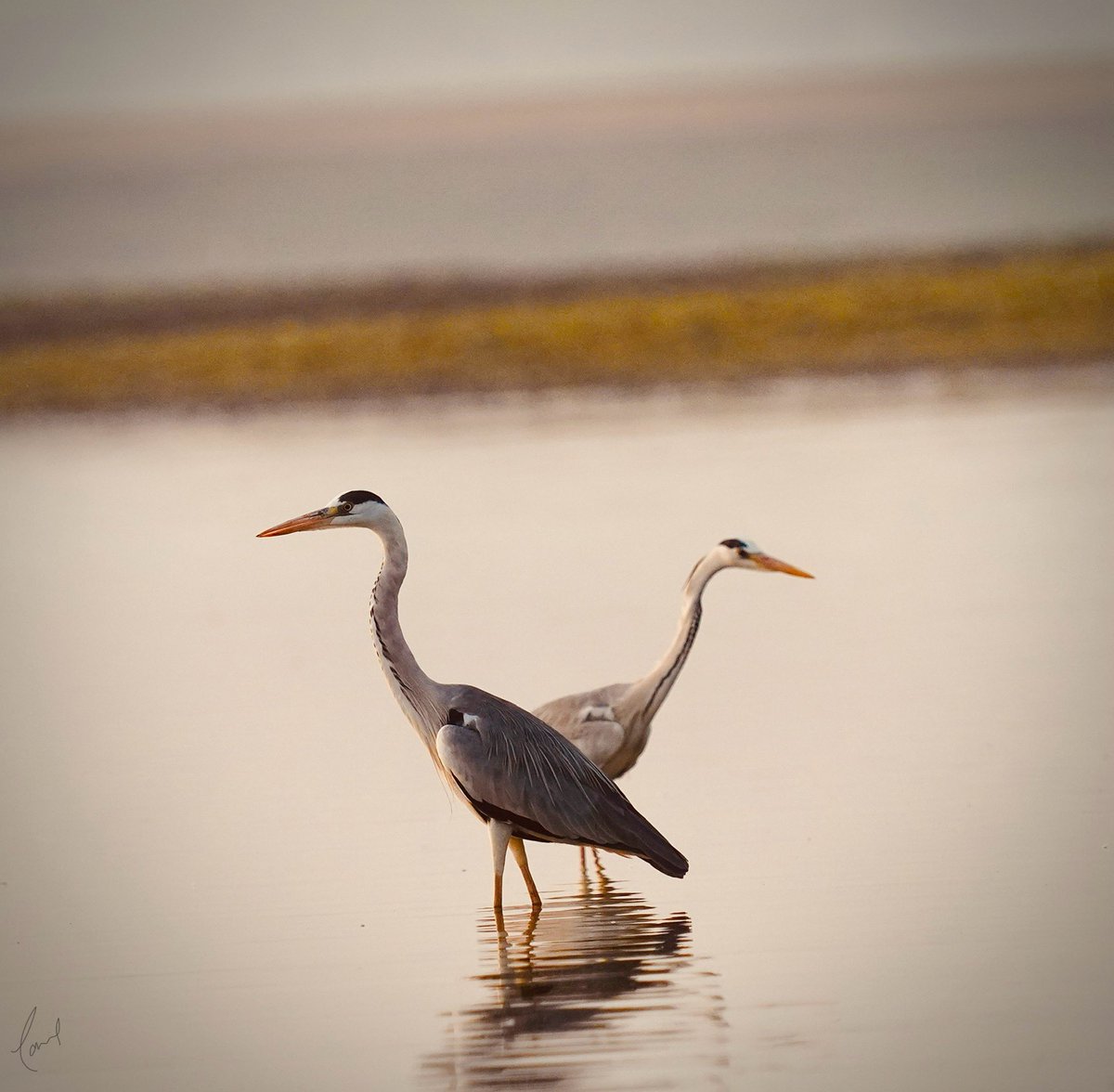 Pair of grey Herons.. We are guarding each other.. Click from Bhigwan Bird watch site (Pune)