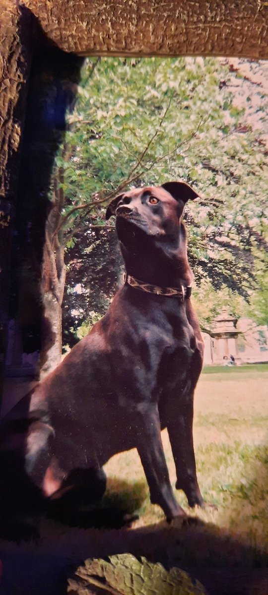Before Lexi and Luna. My sweet Ripley and 'soul dog' Tora. Both were capaluable of what happened the other night but would never have dreamed it. I defended this type of dog for years. I'm very conflicted and why I'm tweeting about it right now. #thinkingoutloud