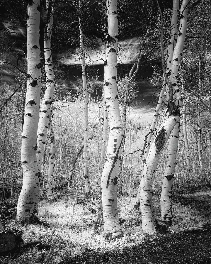 Aspen Grove in Invisible Light - 830 nanometer near infrared image

Prints and merch:
buff.ly/3xho5vB 

#infraredphotography #quakingaspens #twitternaturecommunity