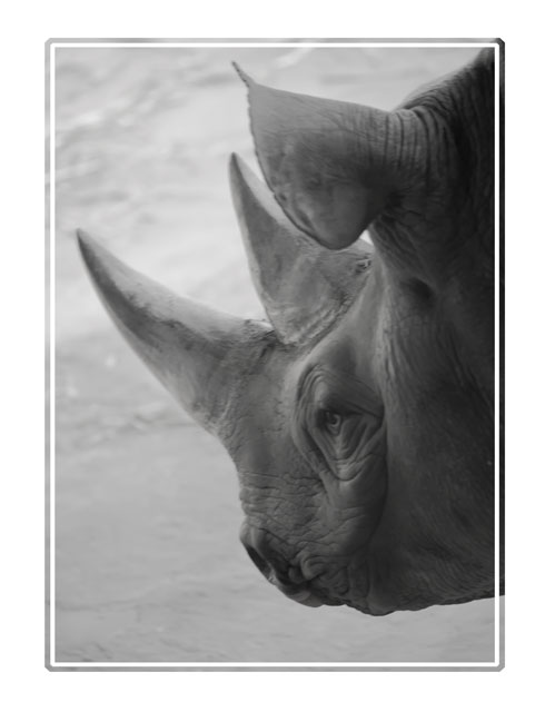 #Rhino, a white #rhinoceros sniffing the ground for its mate at @Chesterzoo #Cheshire, a #worldleading #wildlifeconservation #centre in #Northwest #England. #conservation #conservationphotography #protectedspecies #blackandwhitephotography for more see darrensmith.org.uk