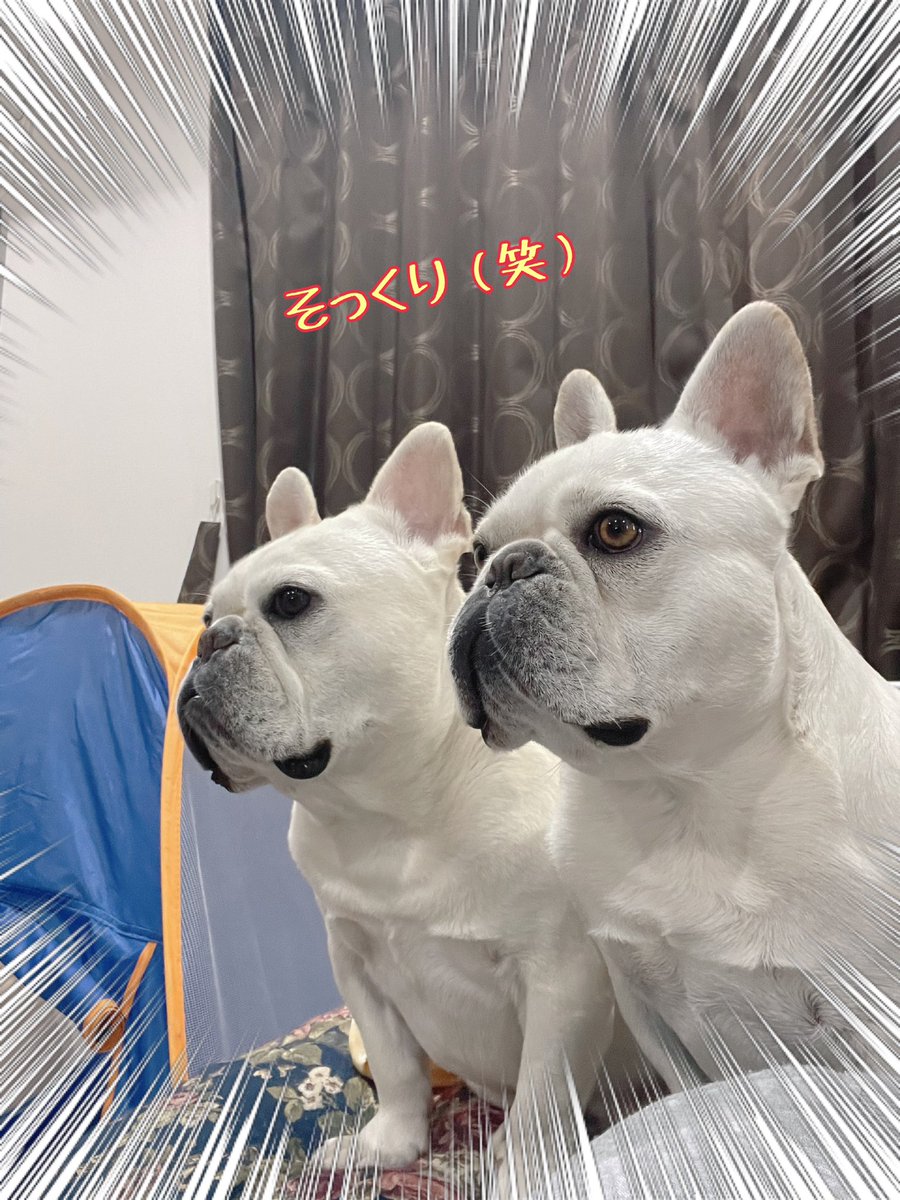 お昼休憩に帰宅した父さんを
同じ顔して見つめる金仙兄弟🤣