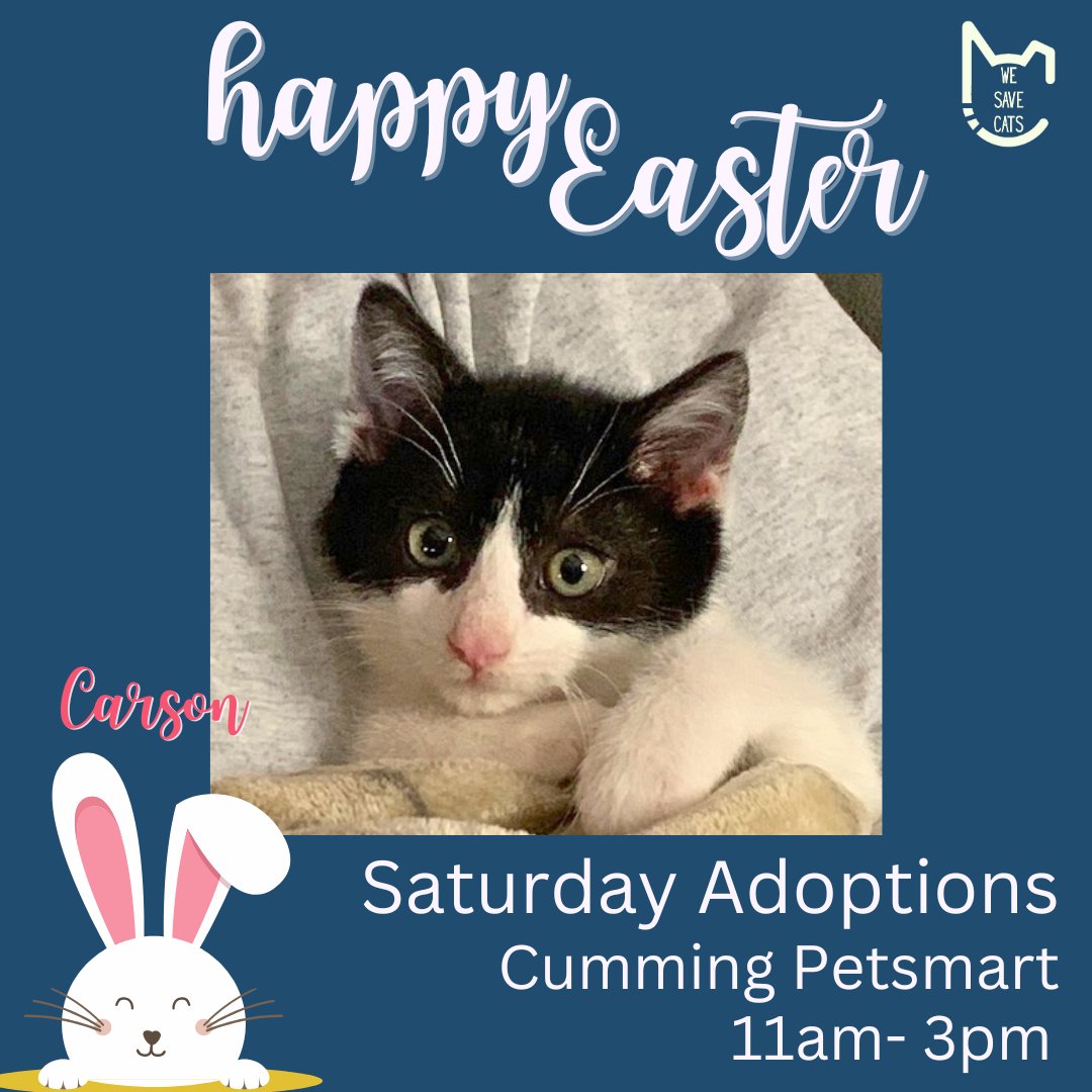 🐇We'll be at adoptions on Saturday so these cats and kittens have a chance to spend Easter in their forever homes.  Come out and see us at Cumming Petsmart and take home your new bestie.
(We’ll also be at Petsmart in Alpharetta!)
#fcpga #adoptlove #WeSaveCats #petsmartcharities