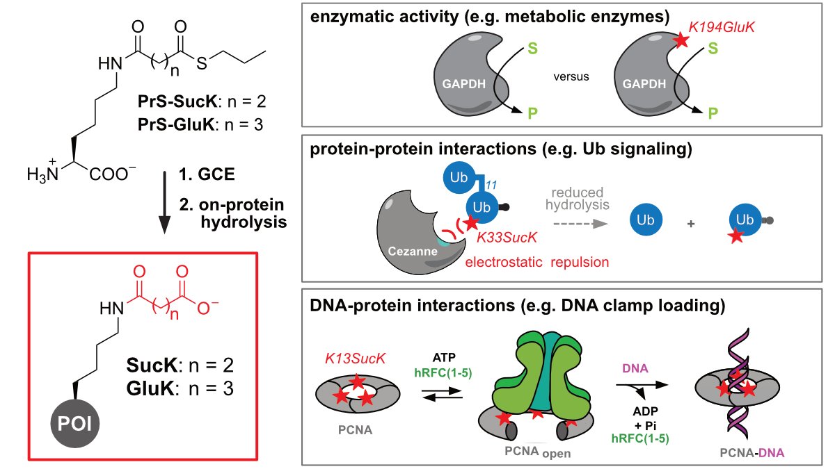 Genetically encoding negatively charged lysine PTMs succinylation/glutarylation and studying their funcional roles! Great team effort by first authors @ML_Jokisch and @Maria_Weyh! Congrats @Maria_Weyh @ML_Jokisch @MaxFottner and Anh! 🥳🤩🙌👨‍🔬🧑‍🔬 @klanglab nature.com/articles/s4155…