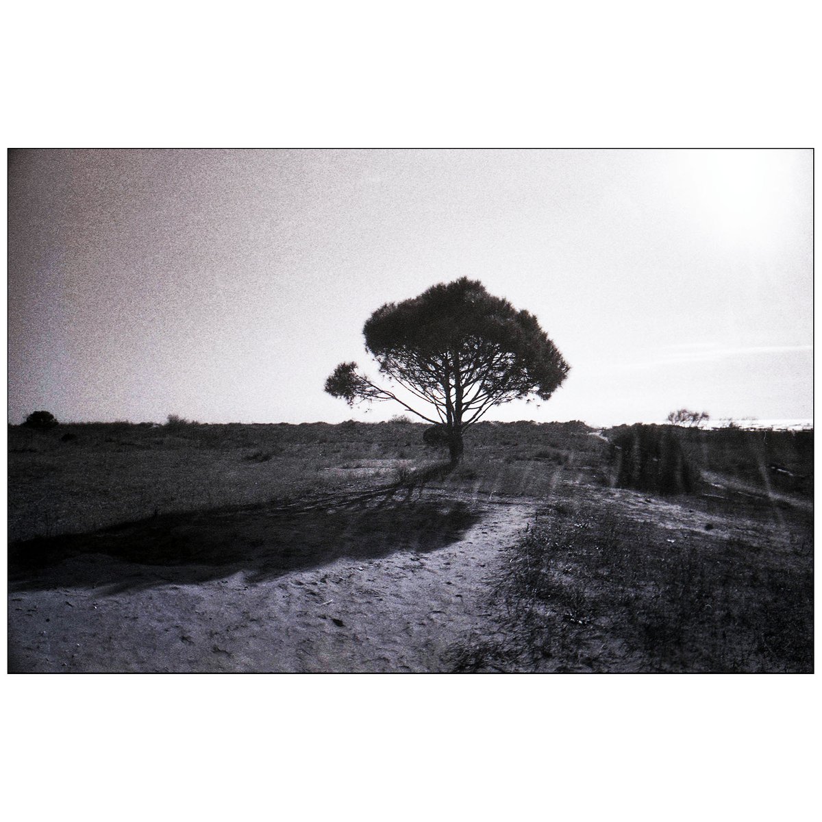 #lidodivenezia #filmphotography #rodinal #developedathome #fotografianalogica #veneziapersempre #135mmfilm #bnwfilmphotography #paesaggioitaliano #italianlandscape