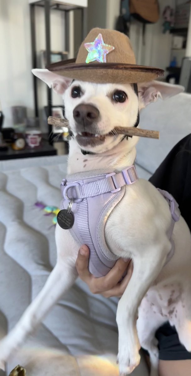 alimantis's tweet image. Time for cowboy Carter