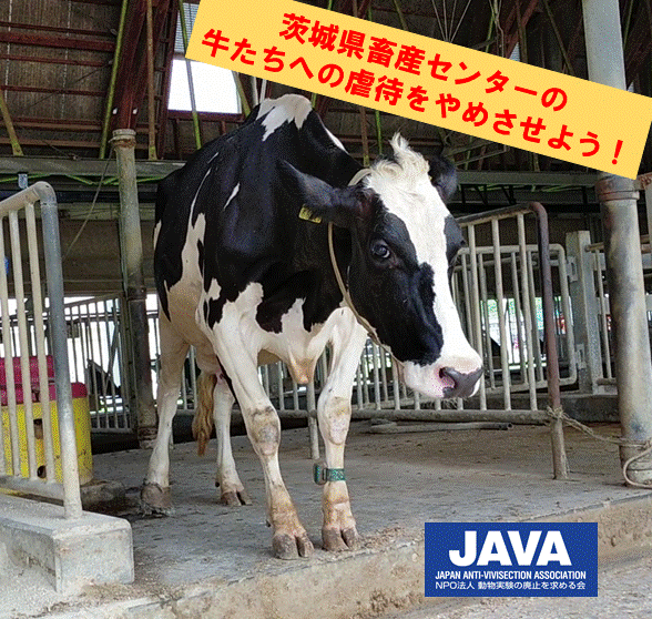 JAVA_ANIMAL's tweet photo. ＜茨城県畜産センターの牛への虐待＞JAVAを含む4団体が、牛に対する数々の動物虐待（暴行・劣悪飼育）について、2月に動物愛護法違反として石岡警察署に告発していたところ、3月28日付で受理されました。
県は、センターの現状について私たちへの説明を拒否しつづけています。
https://t.co/HoTobXmxEd https://t.co/XvdjmGgJNG