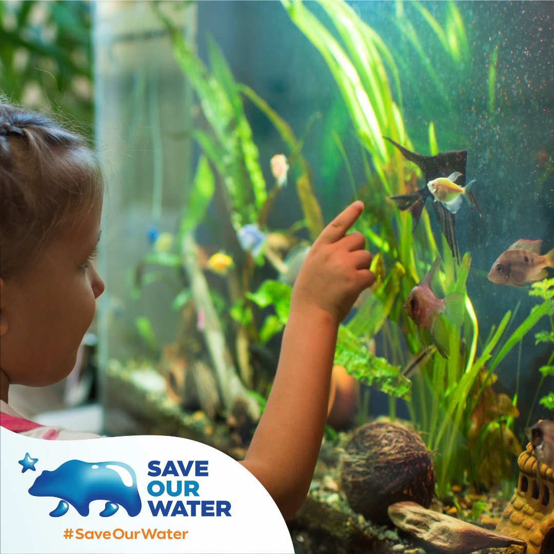 Do you have a fish tank at home?🐠 Here is a water-saving tip for you!💧When cleaning out freshwater fish tanks, give that nutrient-rich water to your plants and garden🪴. Aquarium water contains beneficial nutrients. Saveourwater.com #WaterWise #SaveOurWater #California