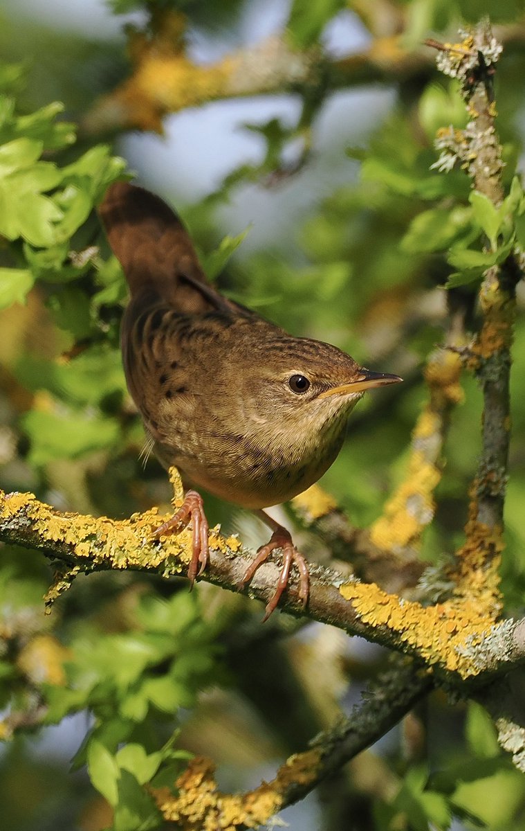 A few more Gropper shots from this morning in Herts. Olympus 300mm f4 Pro & 1.4X. ⁦@Hertsbirds⁩ ⁦@OMSYSTEMcameras⁩ ⁦@HMWTBadger⁩