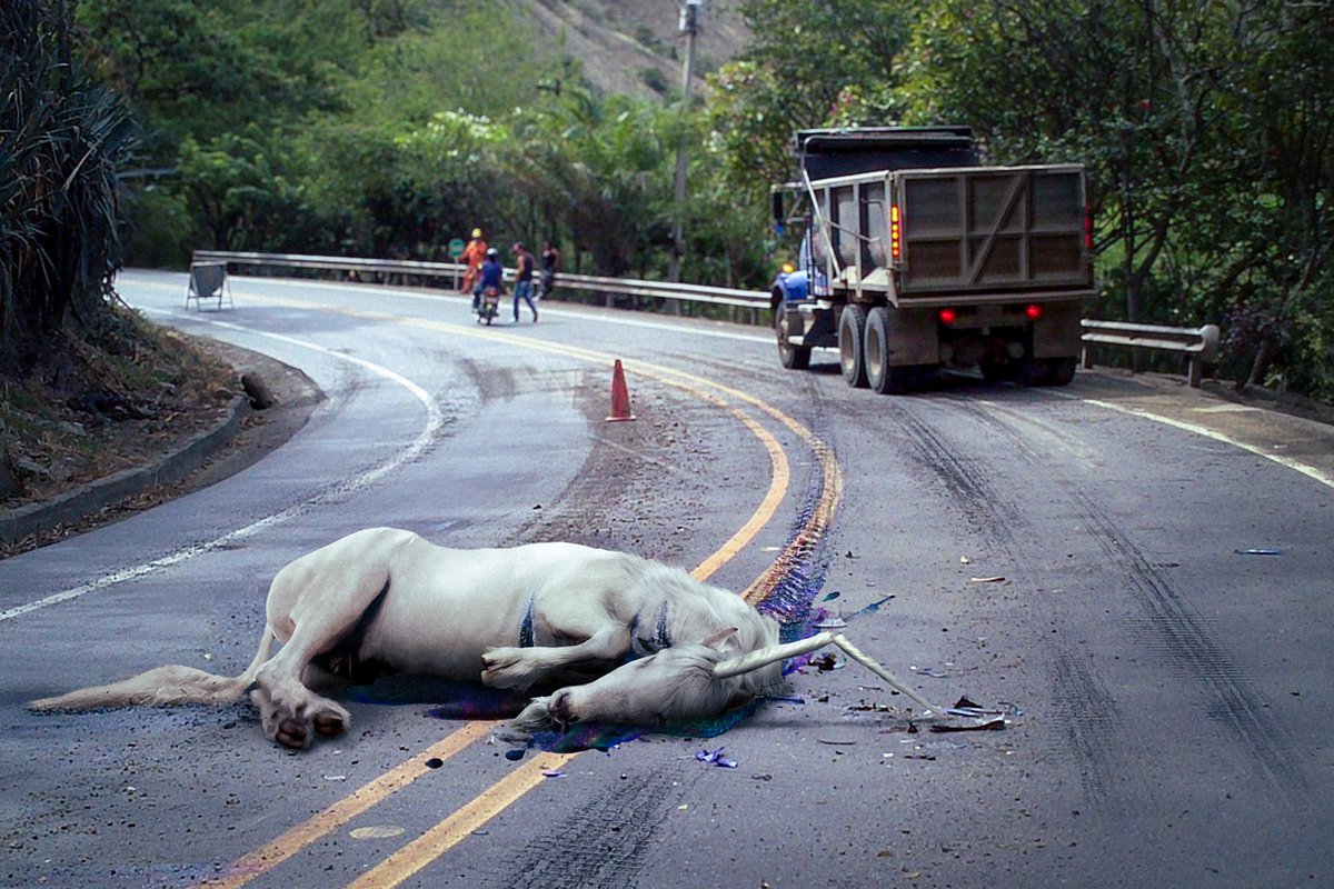 Stuck in traffic. Apparently someone ran over a protected species. Can't they just clear this thing out of the road?