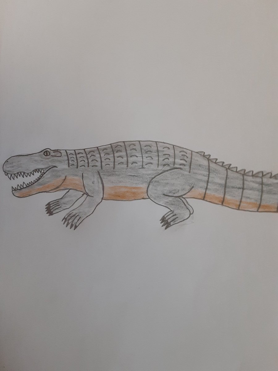 Here is an updated drawing of Purussaurus Brasiliensis, an extinct Giant Caiman that lived during the Miocene, it lived in what is now South America, it was one of crocodilians ever along with the famous Late Cretaceous Deinosuchus Riograndensis