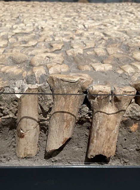 Where the streets are paved with…bones! An example of animal bone (cattle & sheep) flooring from Park End Street in Oxford - 12 examples of bone flooring have been found in the county! 17th cent. On display at @MuseumofOxford #Oxford #bones