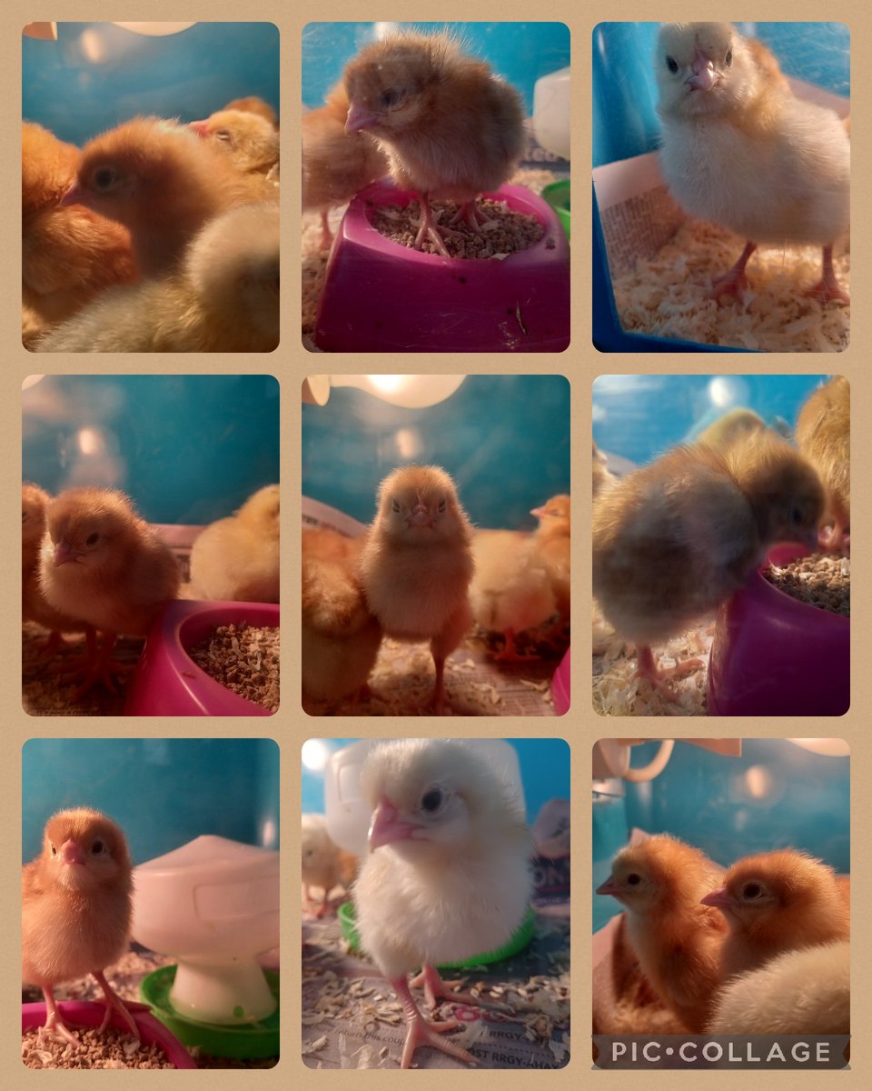 Introducing.... Cheep, Max, Peter, Daisy, Griffiths, Jimmy, Lei-Lei, Cat and Fluffy the chick's. 2 boys and 7 girl chick's have hatched in Reception this week 🐣 We have loved learning all about their life cycle and how to take care of them 💛