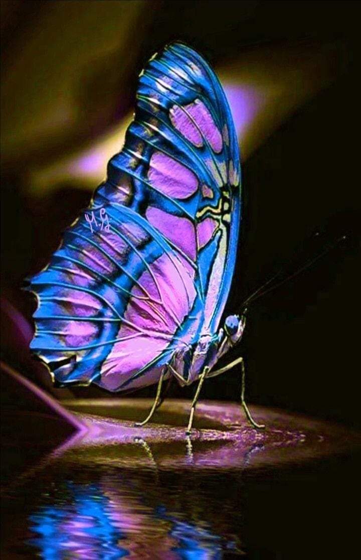 ما أكثر الكلمات التى تتراجع أصابعنا عن ڪتابتها 
رغم أنها أصدق ما نشعر به 
وڪم من رسائل يڪتبها الحنين و يحذفها الڪبرياء
أحياناً تمر علينا لحظات نڪتفي بالصمت ؛ والنظر 

هـذه القلوب متألمة ولڪنها شامخة بعزة النفس عـالـيـة