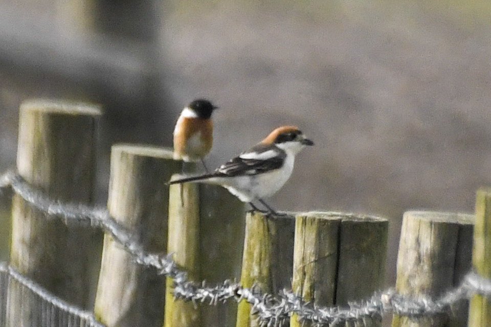 Nice to catch up with the Tanybwlch Woodchat Shrike this evening! #TwitterNatureCommunity