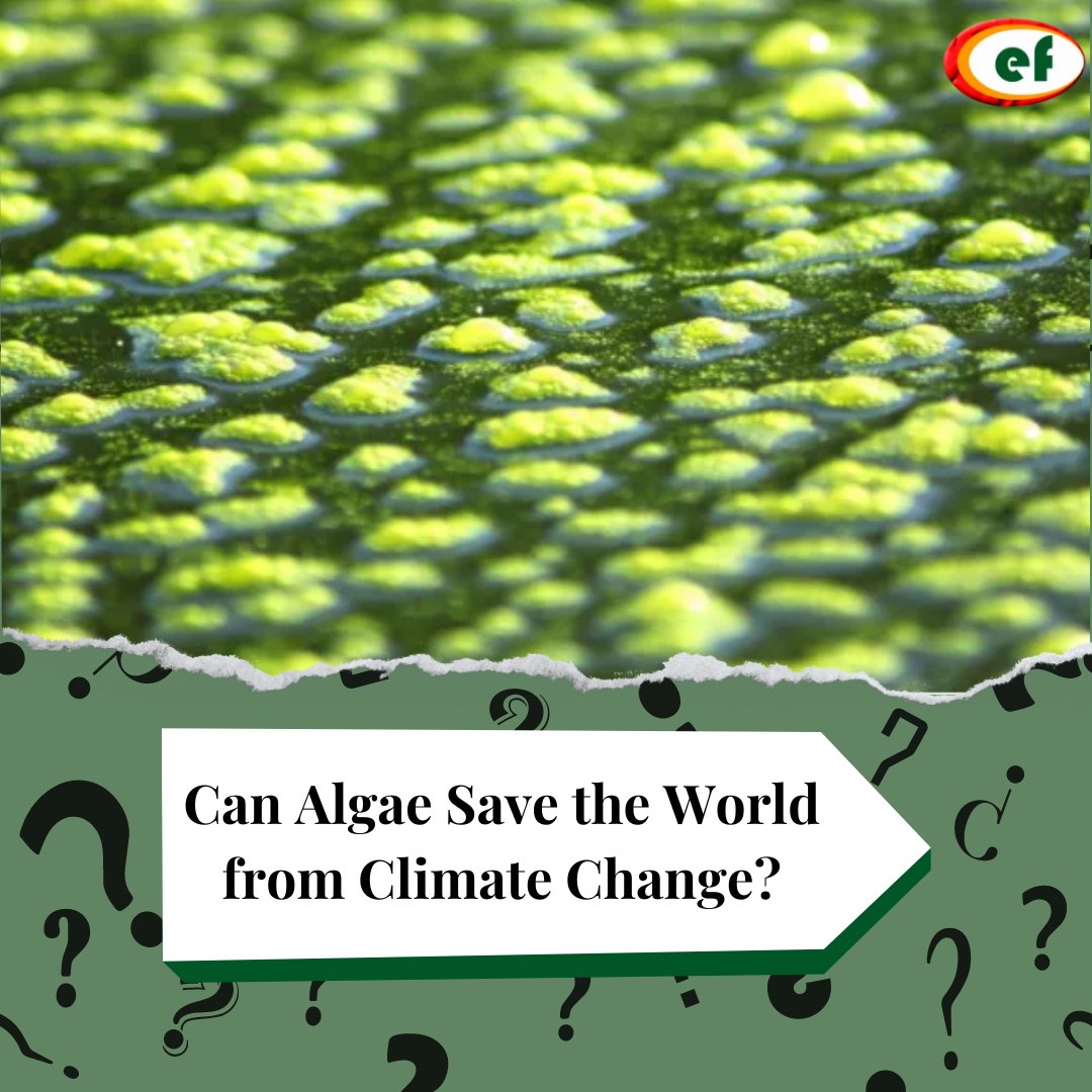 Meet the tiny superhero in the fight against climate change: algae. Harnessing its power in bioreactors can clean our air 400x more efficiently than trees!

environbuzz.com/the-tiny-super…

#AlgaePower #ClimateAction #SustainableSolutions
