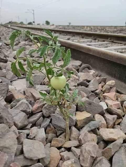 İmkan varsa, hayat devam eder.
Bir demiryolu hattı kenarında taşların arasında domates çıkmış. 
Ürün vermiş.
Küçük bir tohum toprak ile buluşup üretmeye devam etmiş.