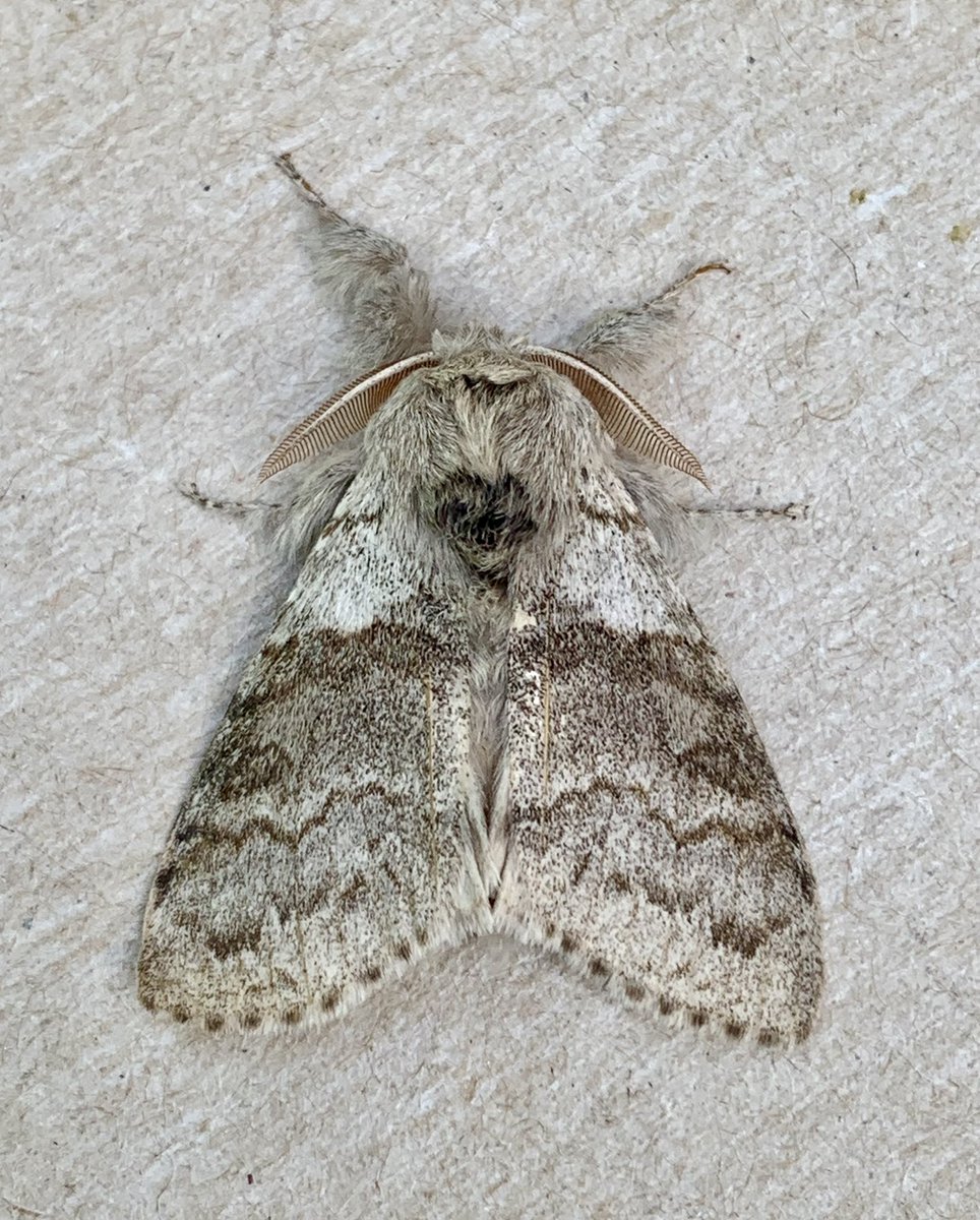 White Ermine, Great Prominent, Lunar Marbled Brown & Pale Tussock all new for year at last nights actinic in the garden. #MothsMatter #teammoth