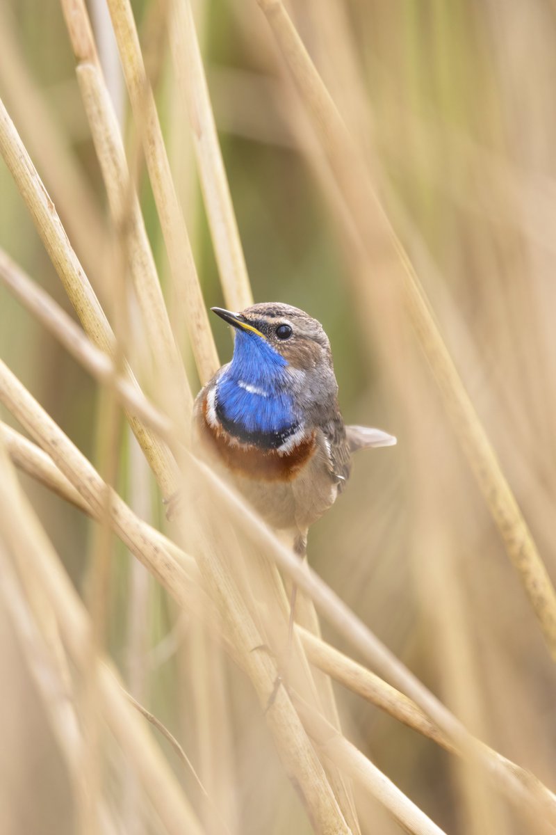 Bluethroat, Oostvaardersplassen, Holland #birdphotography #BirdsOfTwitter #birdwatching #BBCWildlifePOTD #NaturePhotography #wildlifephotography #wildlife #TwitterNatureCommunity #BirdTwitter #BirdsOfTwitter #ThePhotoHour #TwitterNaturePhotography #bluethroat #Oostvaardersplassen