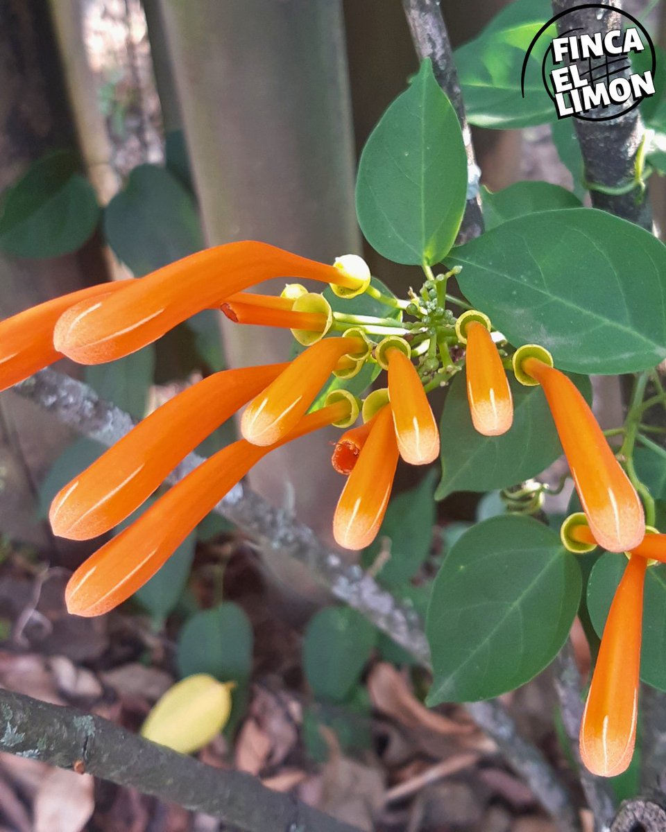 #fincalemon #LaFlorDeLaSemana #FloresDeInvierno #plants #plantastrepadoras #jardinería #Jardín #flamevine #orangetrumpetvine #pyrostegiavenusta #flowerphotography #flowers #flowerscollection #flowergallary #orangeflower #plant #nature #botany #houseplants #natureperfection