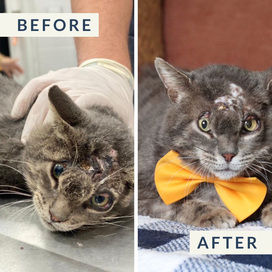 Tommy came onto the CUDDLY platform after being disfigured and forced to sleep with his eyes open. Today, he embarks on a new chapter in Boston w/ his loving human, Kelly. Thank you to everyone who donated & believed in Tommy. Change A Life Like Tommy's: bit.ly/3Yg7j9u