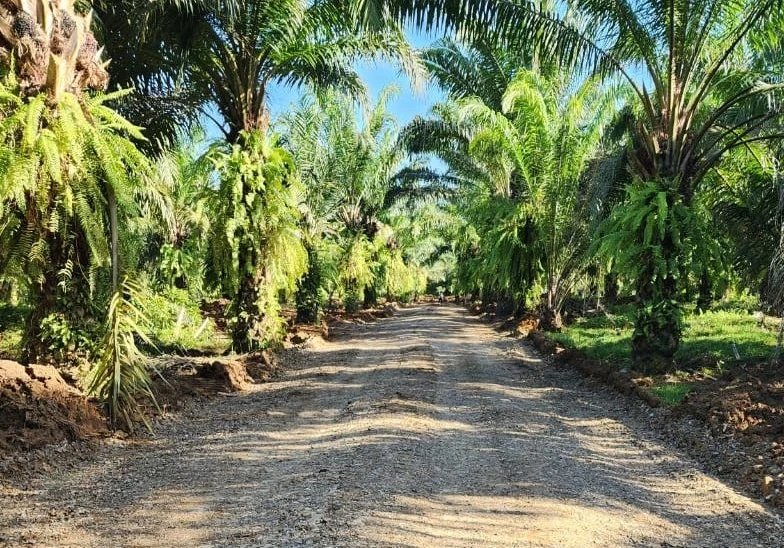 En Nicaragua la producción de Palma Aceitera se concentra en la Región Autónoma de la Costa Caribe Sur (Kukra Hill y El Rama) con el 80% del total de la producción y el Departamento de Río San Juan, El Castillo. En el año 2023