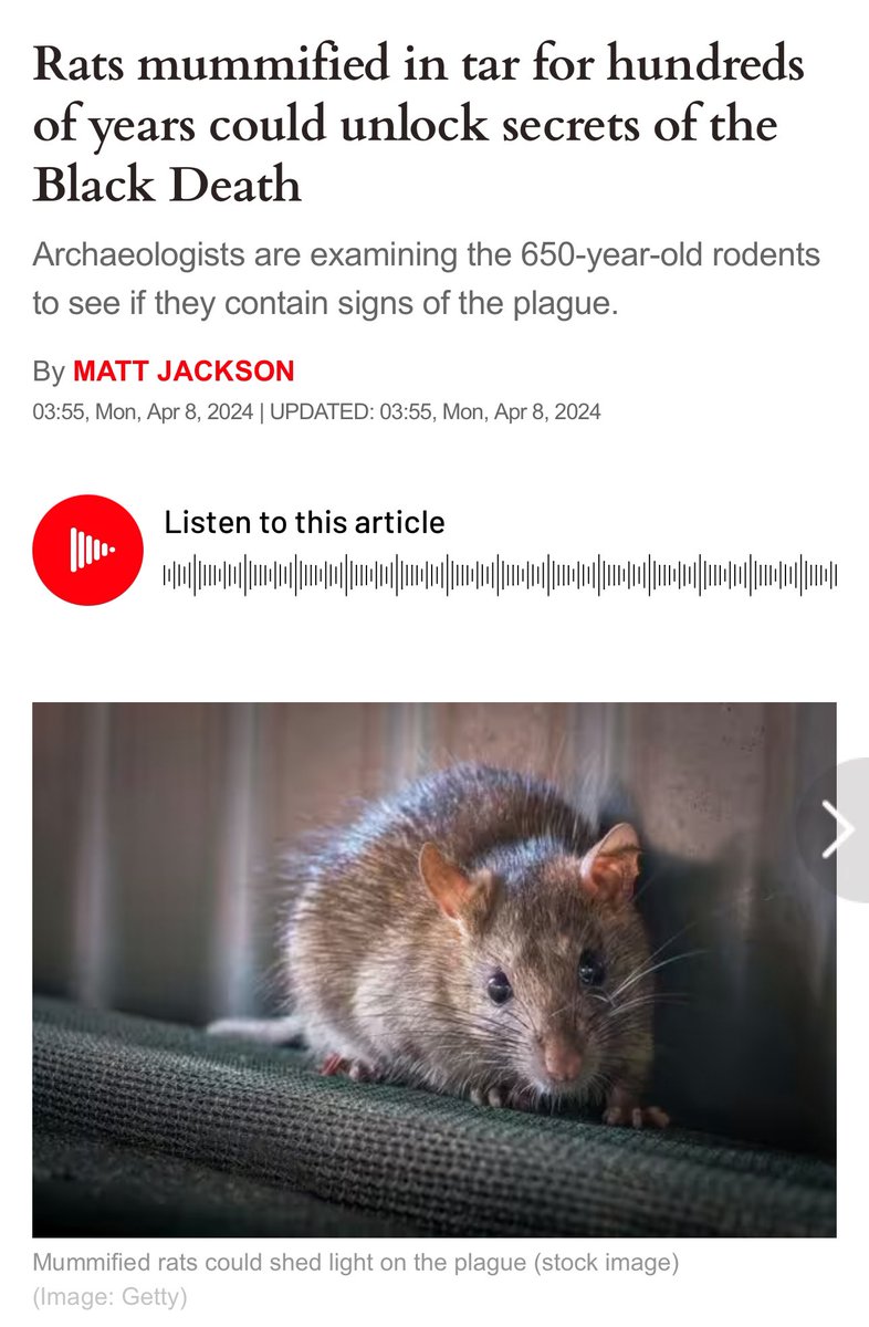 🤔 Rats that have been mummified in tar for over 600 years could shed new information on the Black Death. According to The Times, they were found to still have a 'rat-like appearance' and date back to 1373. express.co.uk/news/science/1…
