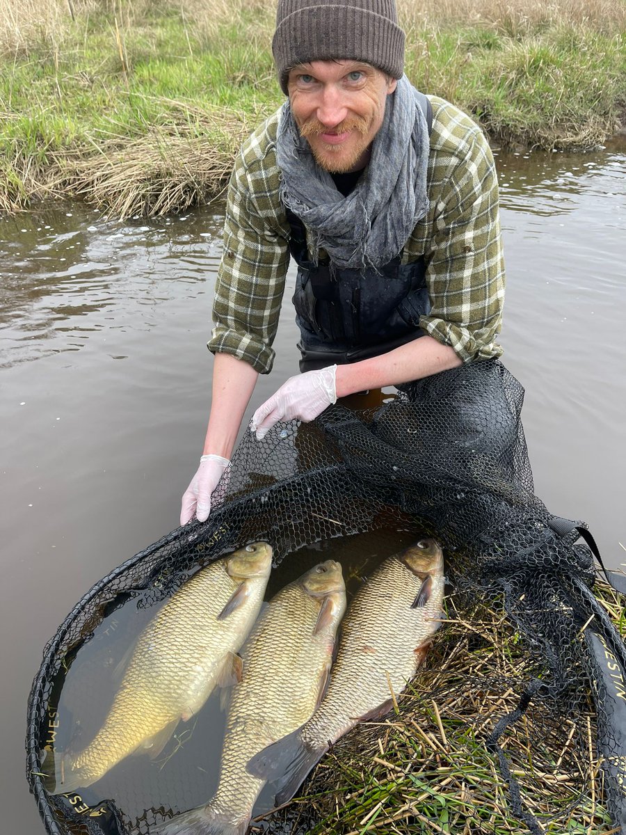 Ide migration is in full swing in Baltic sea. Commercial fishing on ide is increasing as part of the “cyprinid-burger“-concept. We know very little of these coastal pops, except that many fish are old (&gt;30 years). Tracking will help us better understand their ecology &amp; survival