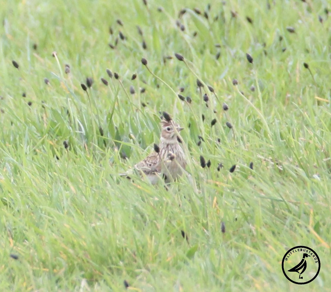 A skylark @RSPBSaltholme earlier today. @Teesbirds1
@teeswildlife
@durhambirdclub
@natures_voice
@rspbbirders
@wildlifemag
@bbcspringwatch 
#birdphotography #wildlifephotography #naturephotography