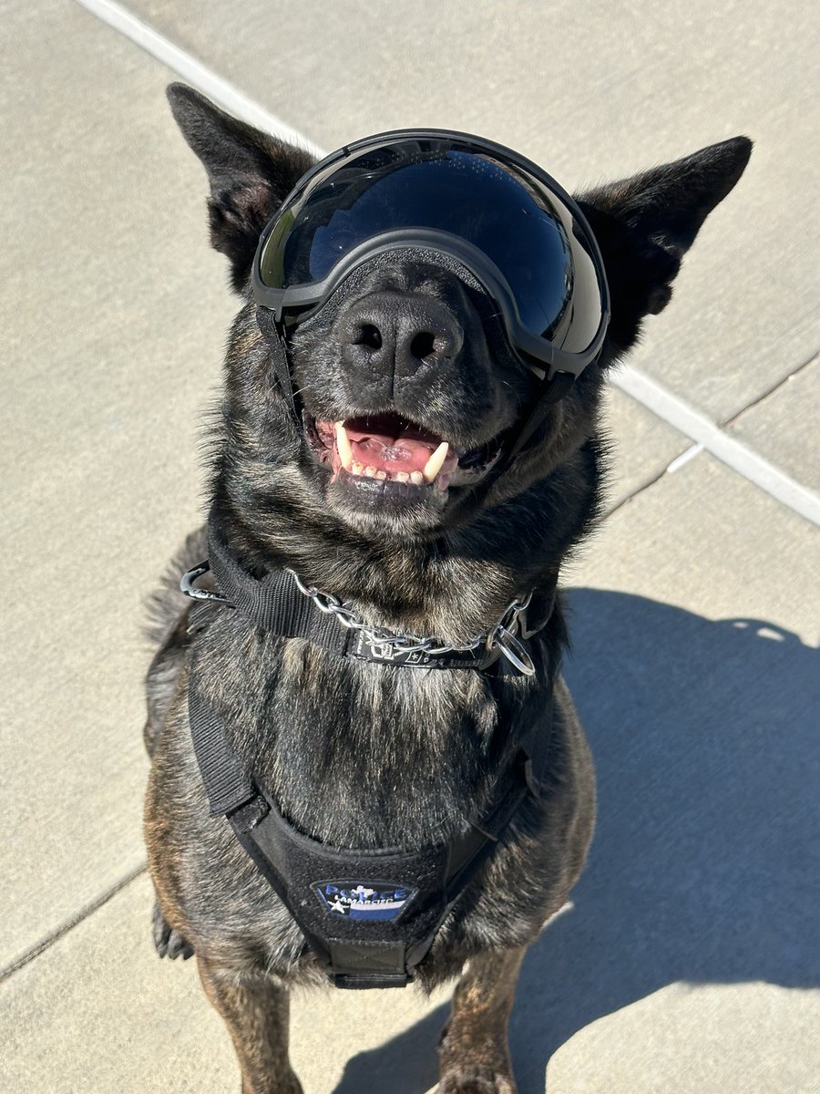 K9 Tigi, a weapons and narcotics detection K9 donated by K9 Officers, rocking his Rex Specs.  He’s just a cool pup! 🐾💙🐾#K9Officersinc #k9 #dutchshepherd #rexspecs
