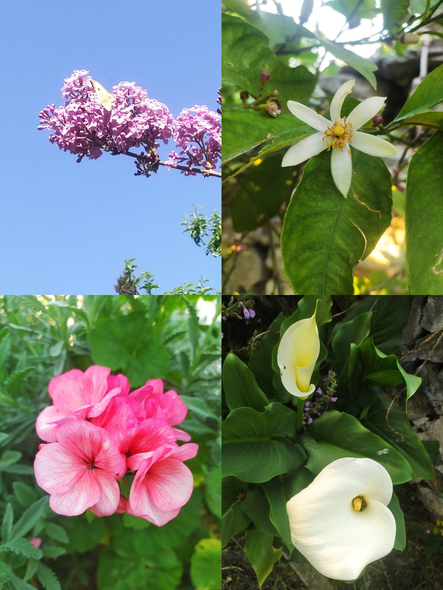celimliselcence's tweet photo. En güzel zamanlar🫠 #springtime🪻 https://t.co/TEslp4JOzc
