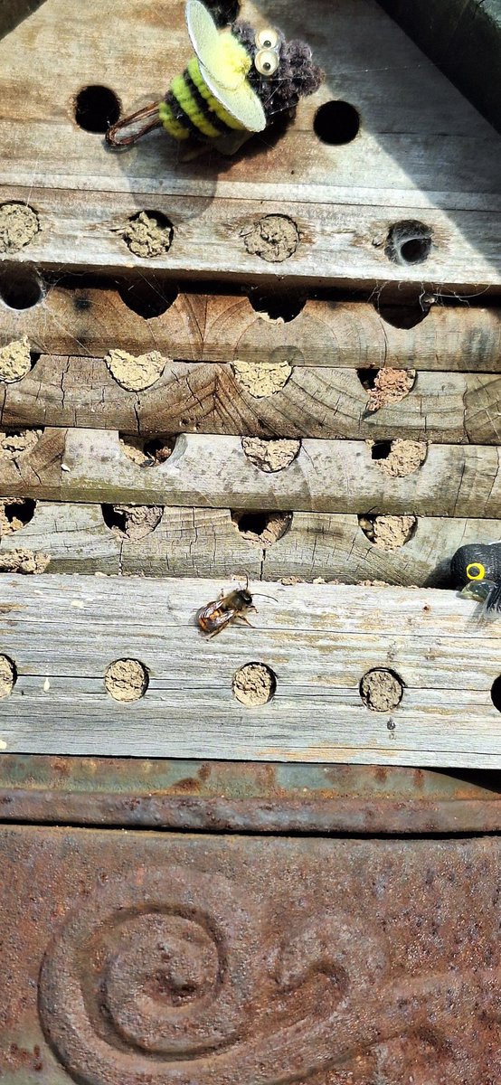 rekaterac's tweet photo. Today's garden, loads of Mason Bees 🌞🐝🐝🐝🐝💛 https://t.co/g2ZRNatqAQ