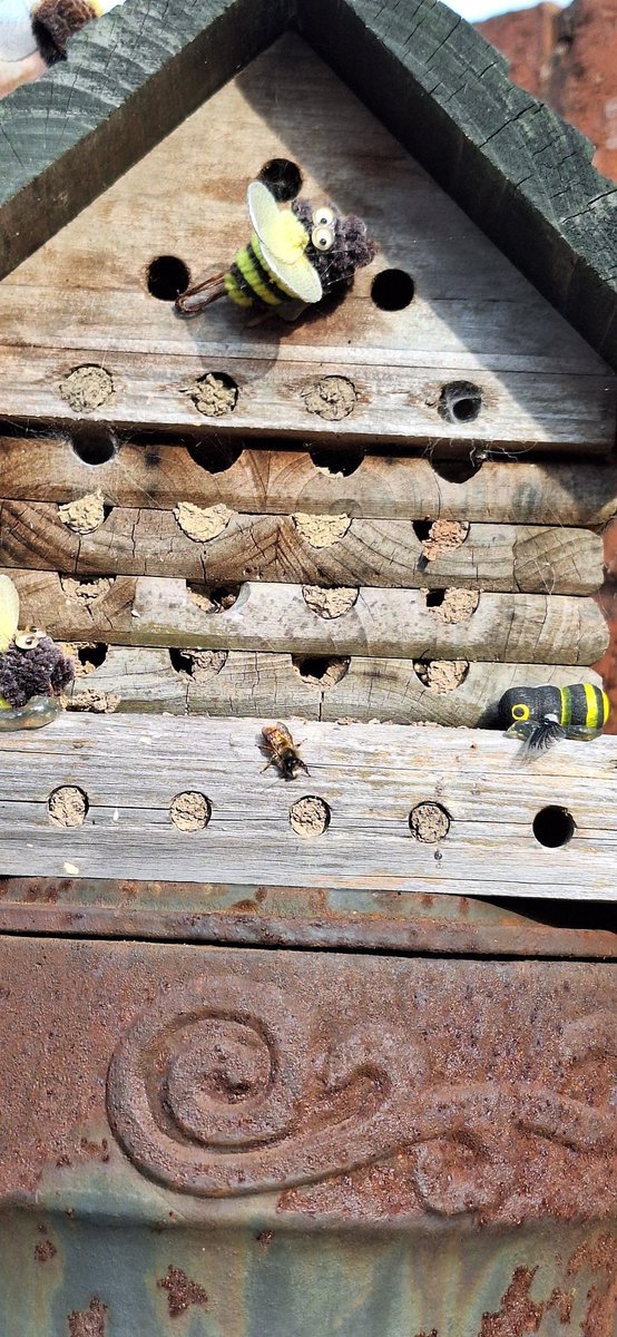 rekaterac's tweet photo. Today's garden, loads of Mason Bees 🌞🐝🐝🐝🐝💛 https://t.co/g2ZRNatqAQ