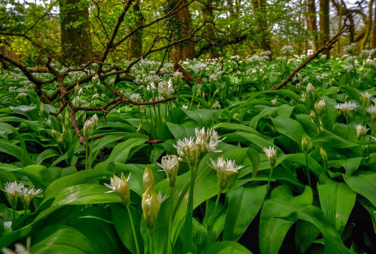 13.30 pm Wild garlic at Tolkeins glade Roos village. If your venturing out today stay safe and as always stay humble ! #sunrise #sunset #withernsea #eastcoast #eastyorkshire #holderness