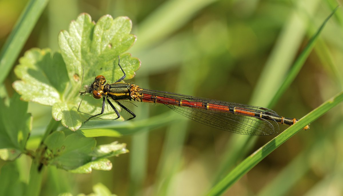 It is always exciting to see a first for the year and today I started my 2024 Odonata journey with this Large Red damselfly at a private fishing lake near Hailsham in #eastsussex
@SussexWildlife @BDSdragonflies