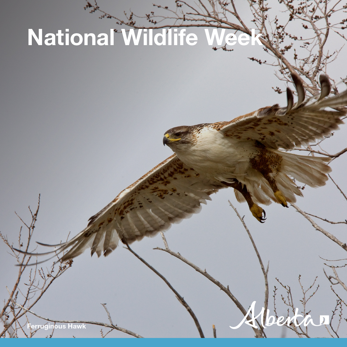 The Ferruginous Hawk is a truly majestic bird. It’s been seen in Alberta for generations, and is the largest hawk in North America. This year, we launched a new recovery plan to protect this hawk and send numbers soaring in the coming years. Learn more: open.alberta.ca/publications/a…