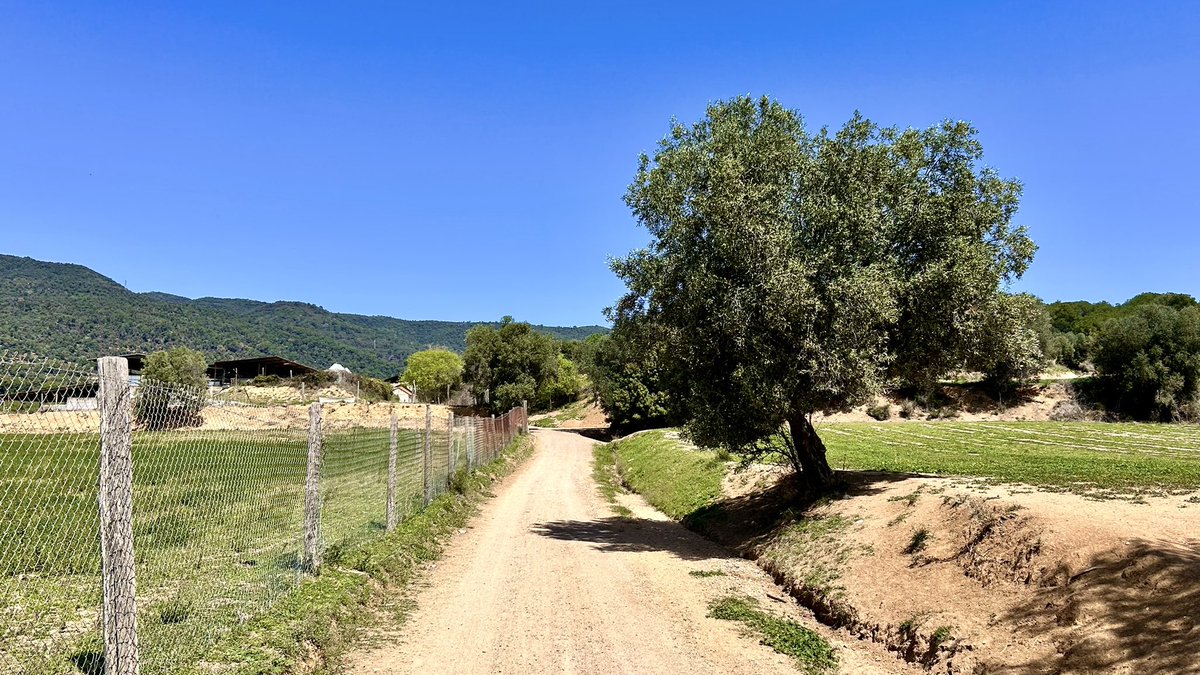 delriomiquel's tweet photo. Migdia a Cànoves i Samalús 🥵🦋
@meteocat @XFreixes @btveltemps @AEMET_Cat @eltempsTV3 #eltempstv3 @TomasMolinaB @meteorac1 @ARAmeteo @SoniaPapell #fotovalles_votv @ElTiempo_tve @ElTiempoA3 @MeteoMauri @eloicordomi #meteo #calor #canoves #natura #sol #vallès #camins #celblau https://t.co/XA71ItzFqZ