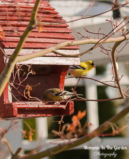 Happy to see a pair of American goldfinch at our feeder.  The male is bright yellow.  #americangoldfinch #birdfeeder #attractingbirds #birdlife #naturephotography #momentsinthegardenphotography