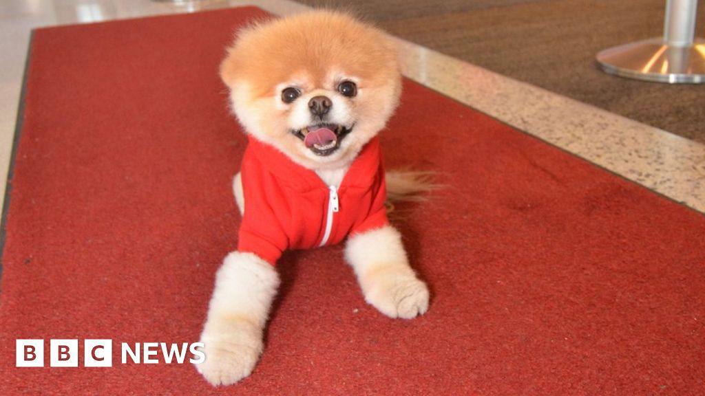 BOOonSOLcoin's tweet photo. A new dog is coming to take over the space, his name is $BOO and he is known as the world’s cutest dog! 🐶

Come hang out with $BOO &amp; his community.

TG: https://t.co/U8kMBZyYnt

$WIF may be cute but just look at $BOO. He even made it on BBC News!!! https://t.co/yi7odjt0JH