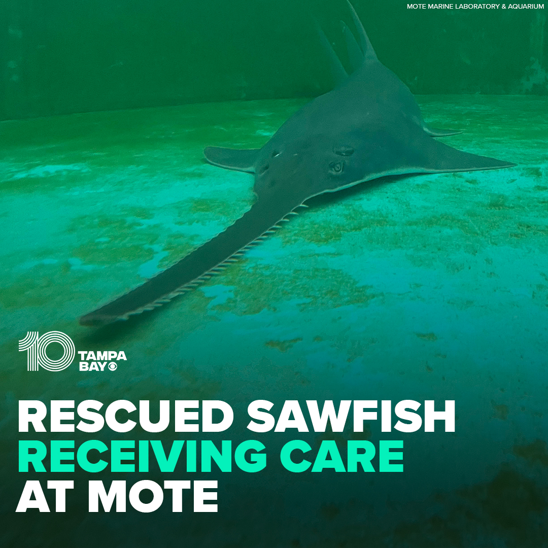 UNDER WATCH 👀 The smalltooth sawfish was spotted swimming in circles in the Florida Keys by a person who called the sawfish hotline to report it. It's not the only one exhibiting strange behavior: wtsp.com/article/life/a…