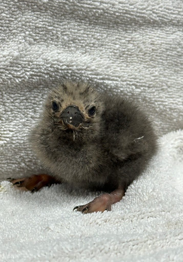 Spring baby season continues at the zoo with the arrival of Inca tern chicks! 🐣 Inca terns Mario and Daisy are the proud parents to two beautiful chicks, each between a week to two weeks old. 🌼 Inca tern parents will work diligently together to feed and raise their young.