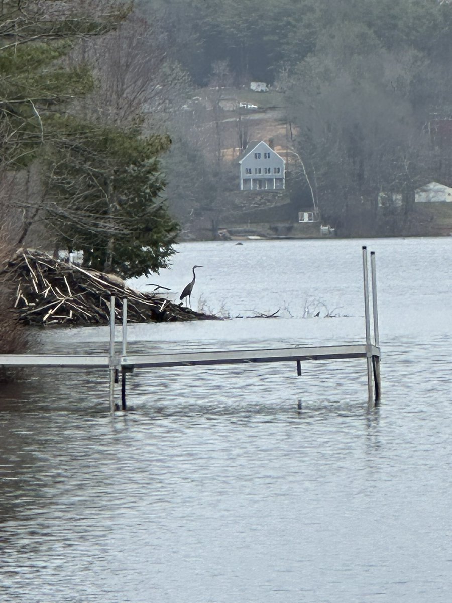 Blue heron hunting off a beaver dam in my cove-