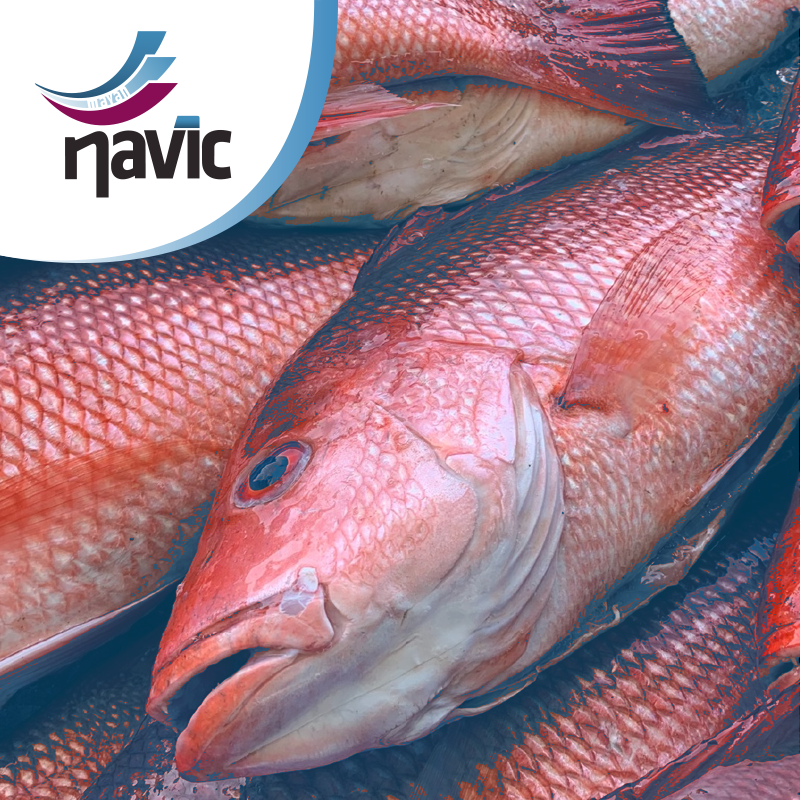 Navic_Mex's tweet photo. "Semar asegura barco y tripulación por pesca ilegal en #Yucatán: Lo anterior, como parte de las acciones de vigilancia e inspección en materia de #pesca, con el fin de preservar las especies marinas." @PacoZeaCom 👉🏻 https://t.co/8lzPCQee0C

Con Navic #Nuncamásaladeriva 🛥
#Mexico https://t.co/auJXYtg7eX