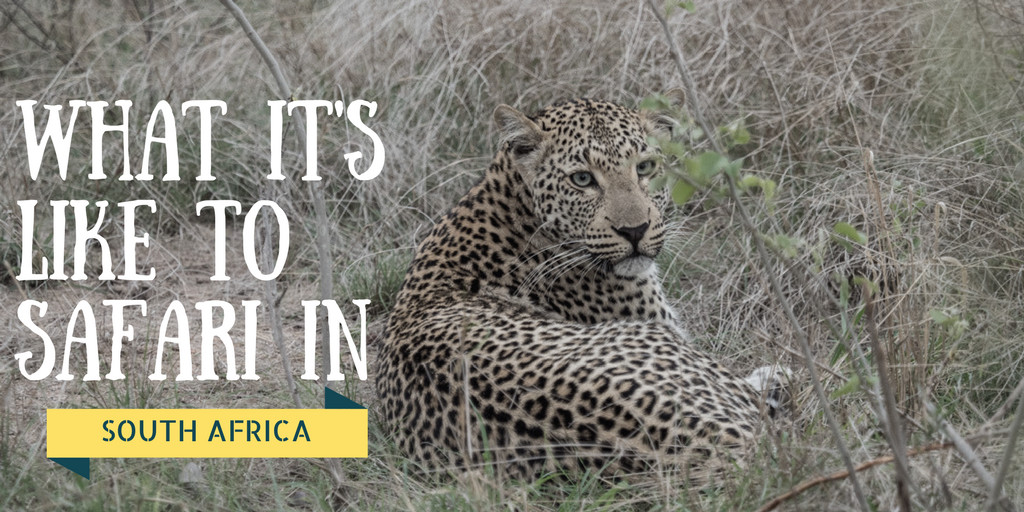 What it was REALLY like doing safari in South Africa goaw.pl/2lesqqJ?utm_ca… #southafrica