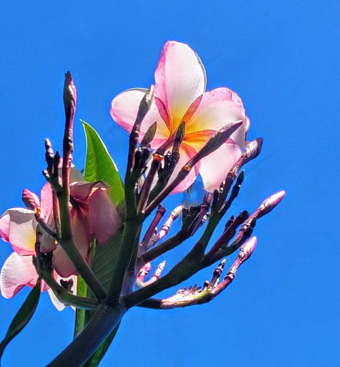 Sunlit Plumeria taken from underneath