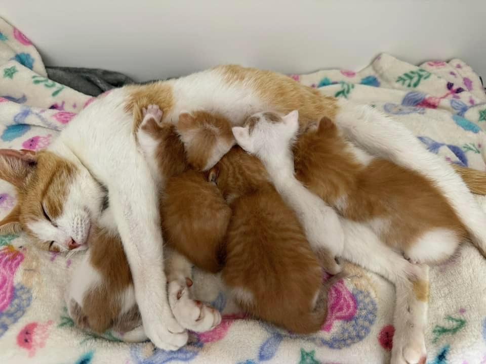 CAN YOU HELP? Maury County Animal Services is asking for donations towards their kittens. Most needed items are kitten milk replacer, miracle nipples and pet heating pads/self warming cat pads. amzn.to/3VXAijk