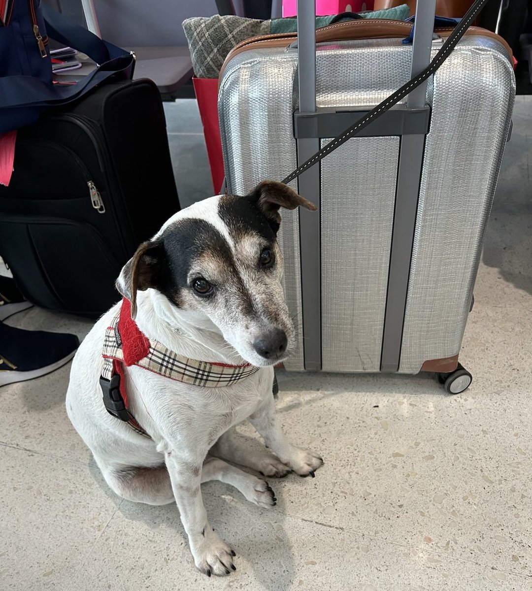 ¡Hola, 🇨🇴! Soy Frida, la mascota de la Embajadora de 🇩🇪. Aquí mi foto llegando a Bogotá. Me encanta la ciudad: clima maravilloso, lindos parques para ir tras mi pelota y ¡muchos colegas perros! Me gusta tanto entusiasmo canino. ¡Nos vemos y nos escribimos los viernes por aquí!