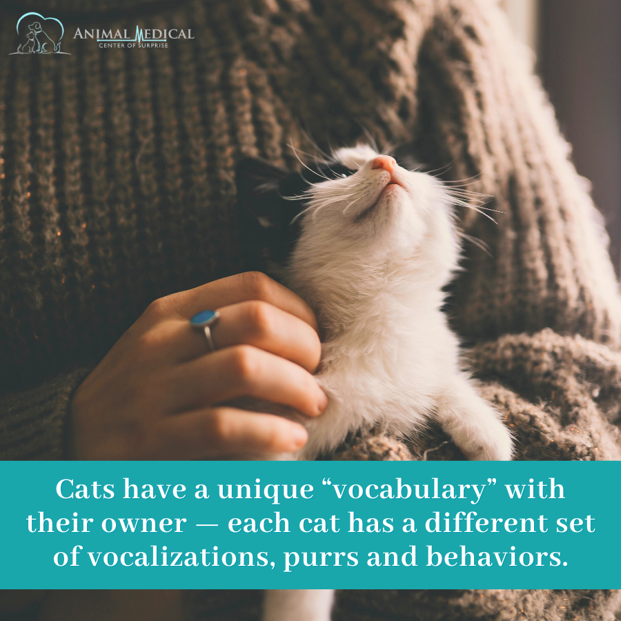 Cats have up to 100 different vocalizations, while dogs only have 10! 🐱

#didyouknow #dyk #cat #catfact #funfact #FunFelineFacts #meow #AnimalMedicalCenter #SurpriseAZ #veterinarymedicine #veterinarian